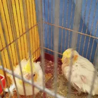 جوجه عروس هلندی