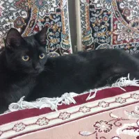 گربه گمشده|حیوانات|اقبالیه, |دیوار