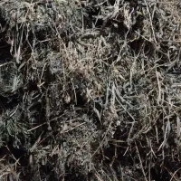 یک نیسان یونجه بیده