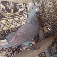 کبوتر ماده