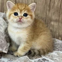 مجموعه گربه های اشرافی (پرشین بریتیش اسکاتیش)|گربه|تهران, پونک|دیوار