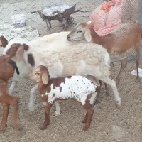 بره گوسفند میش برشن ماده|حیوانات مزرعه|بندرلنگه, |دیوار