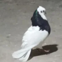 طوقی نر دیوانه