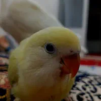 طولی برزیلی