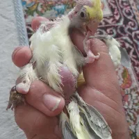 جوجه عروس هلندی|پرنده|کرمان, |دیوار