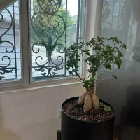 سنددار/طبقه1تک واحدی/غرق درنور/قدرالسهم بالا|فروش آپارتمان|کرج, دولت‌آباد|دیوار