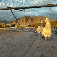 کبوتر پلنگ|پرنده|کرمان, |دیوار