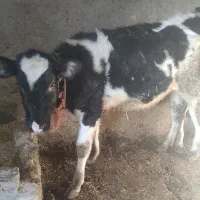 گوساله ماده اصلی هلشتاین اذر