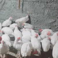 فروش مرغ تخم گذار