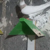 طوقی وکله سیاه|پرنده|خرمشهر, |دیوار