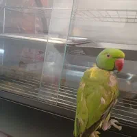 طوطی ملنگو رام دستی بالغ خال زرد داره