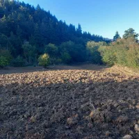 زمین کشاورزی|فروش زمین و ملک کلنگی|رامیان, |دیوار