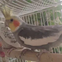 جفت عروس هلندی با وسایل کامل