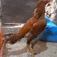 خروس لاری|پرنده|مشهد, ابوذر|دیوار
