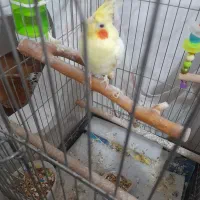 عروس هلندی ماده|پرنده|لاهیجان, بازکیاگوراب|دیوار