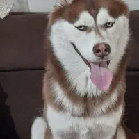 هاسکی خوشگل|سگ|مشهد, رسالت|دیوار