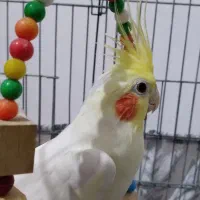 عروس هلندی نر