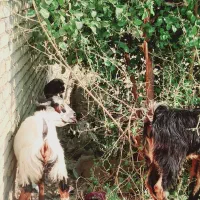 بز نر وماده چاق