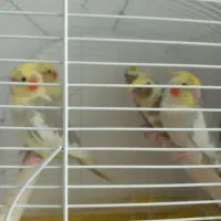 عروس هلندی ۳ماه تا۶ماه فروش