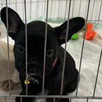 بولداگ فرنج