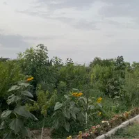 باغ چهاردیواری|فروش دفتر صنعتی، کشاورزی، تجاری|اسلامشهر, کاشانک|دیوار