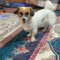 سگ اشپیتز|سگ|مرودشت, ثبت احوال|دیوار