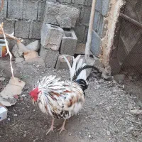 خروس اصل چهل تاج گلین|حیوانات مزرعه|اهرم, |دیوار