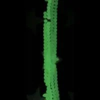 تسبیح شب نما