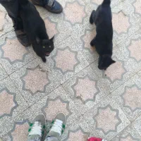 گربه / گربه خانگی / واگذاری|گربه|تویسرکان, |دیوار