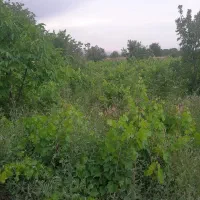 فروش باغ|فروش زمین و ملک کلنگی|ضیاء آباد, |دیوار