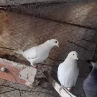 کفتر نسل دار زیر فی