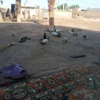 کبوتر جفتی ۶۰۰|پرنده|کرخه, |دیوار