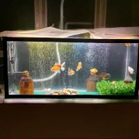 ماهی و آکواریم|ماهی|مرند, |دیوار