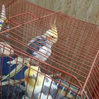 تعدادی پرنده