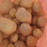 سیب سانته بورن بذر