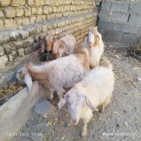 بزغاله ماده|حیوانات مزرعه|گلمکان, |دیوار