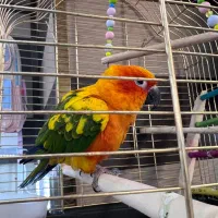 طوطی  راهب و خورشیدی