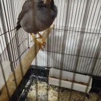 مینا سه ماهه دستی معاوضه با سهره نر بخون|پرنده|قم, شاه ابراهیم|دیوار