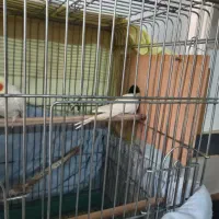 عروس هلندی لوتیتو رام و دستی|پرنده|آمل, |دیوار