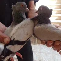 یه جفت سبز نروماده