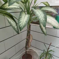 گل دیفن باخیا