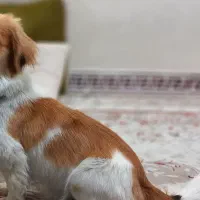 سگ آپارتمانی