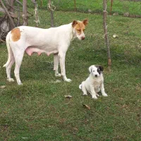 فروش یک قلاده سگ ماده به همراه توله نر|سگ|رستم‌آباد, |دیوار