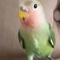 طوطی