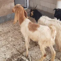 ۳عدد بز ماده|حیوانات مزرعه|اهواز, اسماعیلیه|دیوار