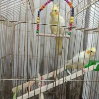 دو عدد عروس هلندی نر و ماده دوماهه هستن