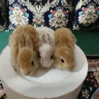 خرگوش بچه 200