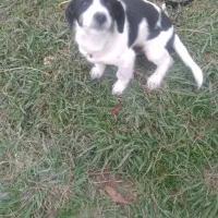 توله سگ پا کوتا