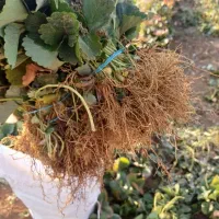 نشا توت فرنگی تمام ارقام