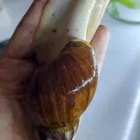 حلزون+۱۵درآمد تضمینی قراردادی